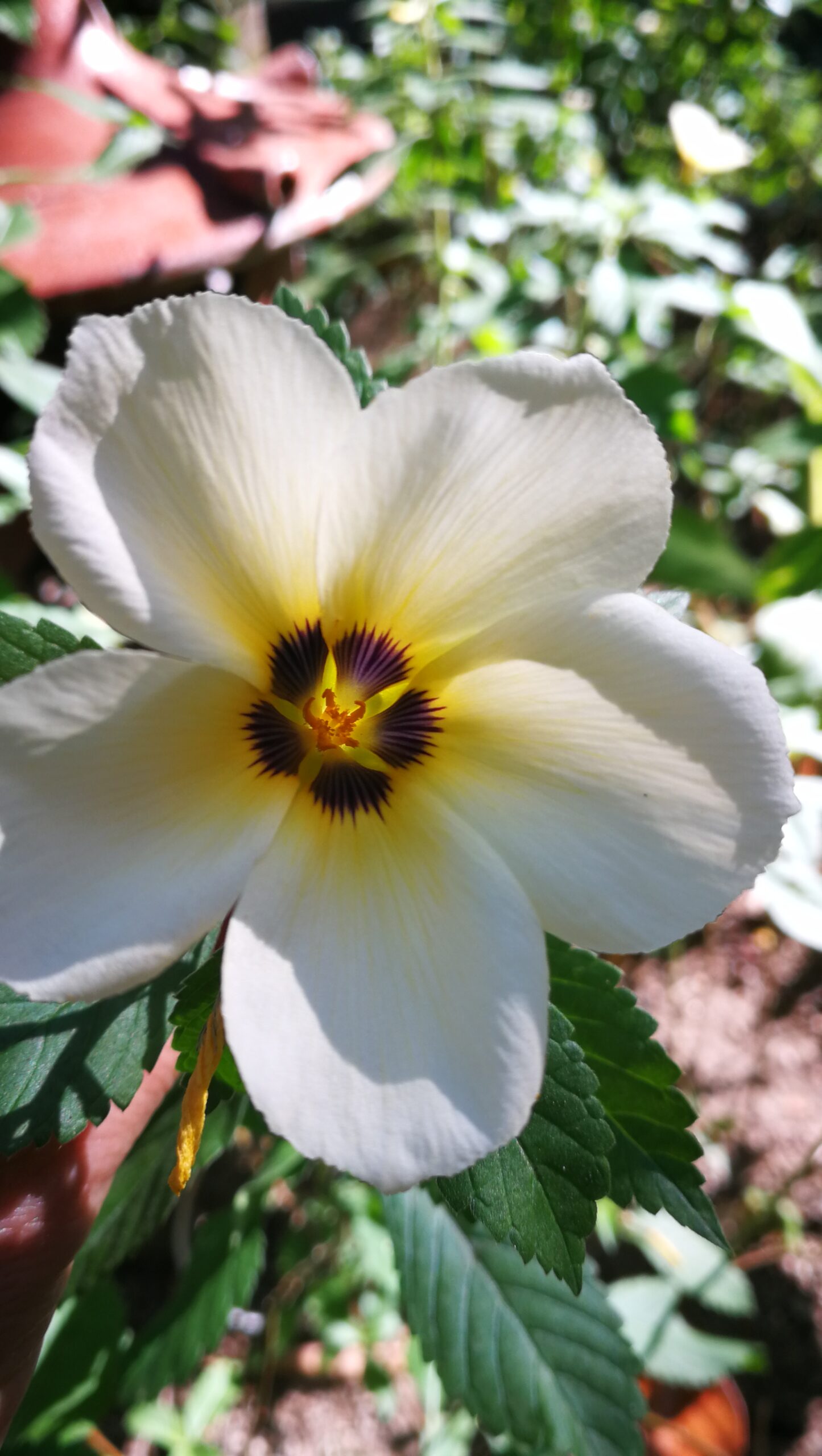 0409IMG_20190923_073602