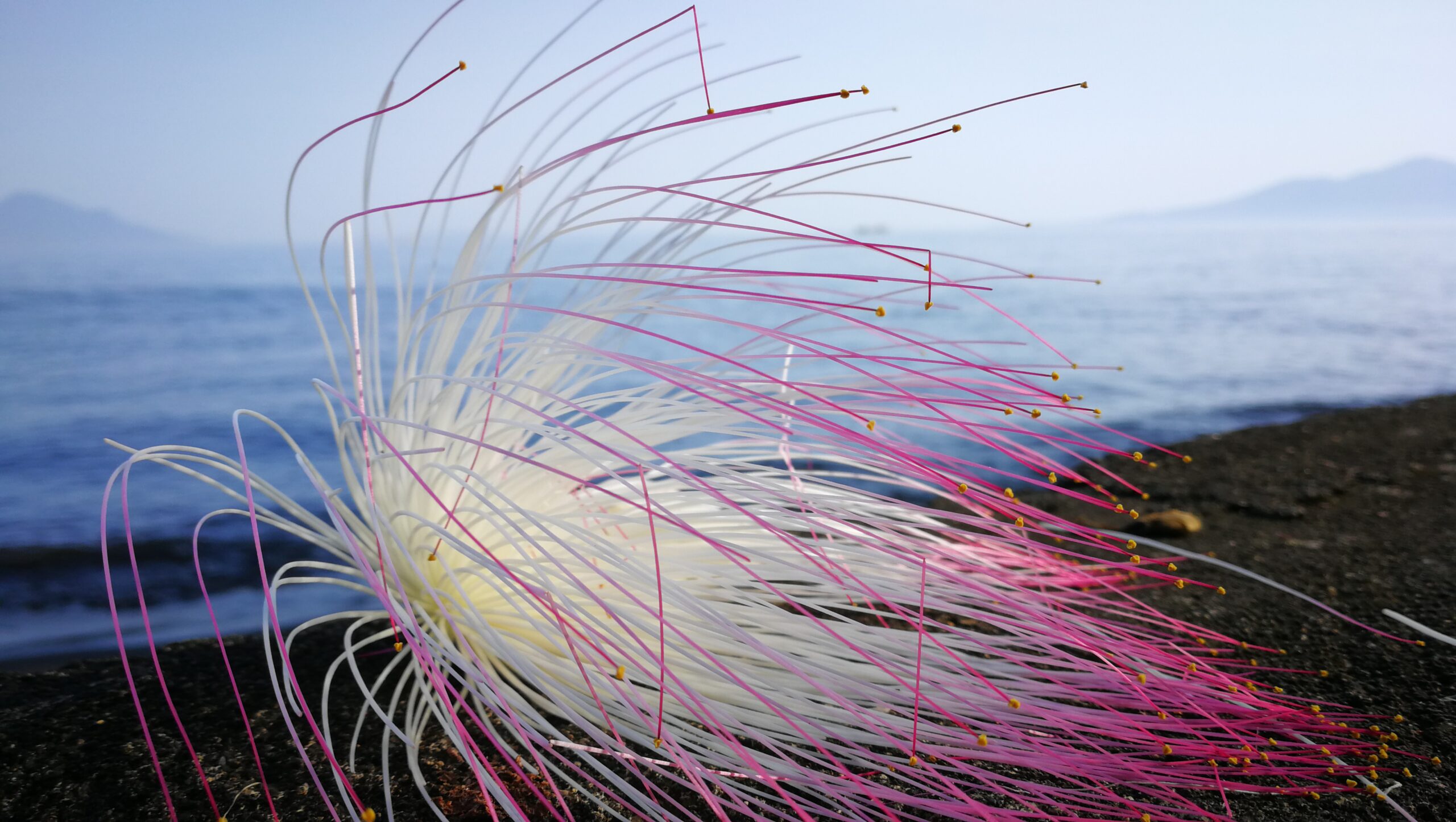 040IMG_20190914_073347