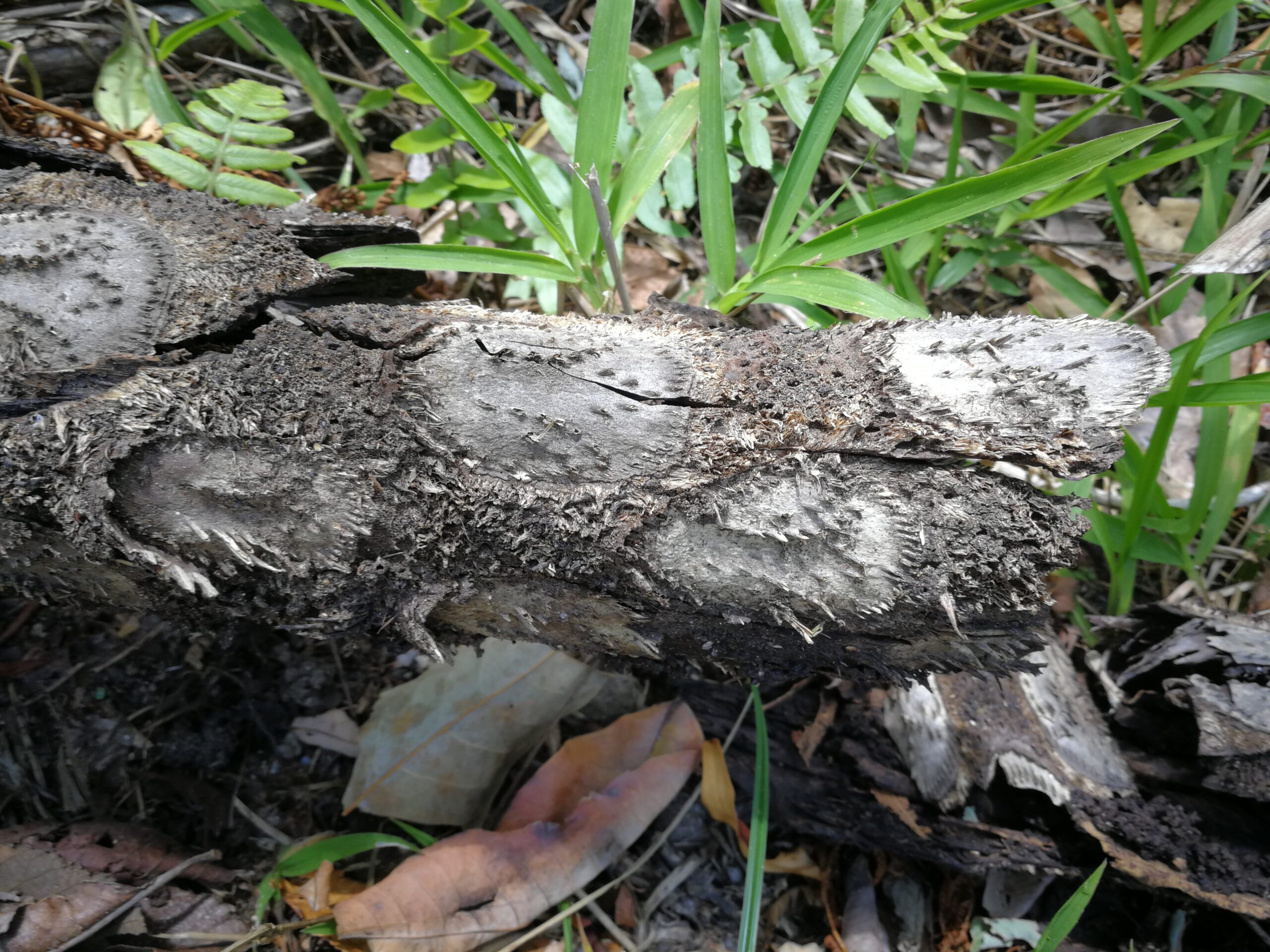 083IMG_20190915_100734