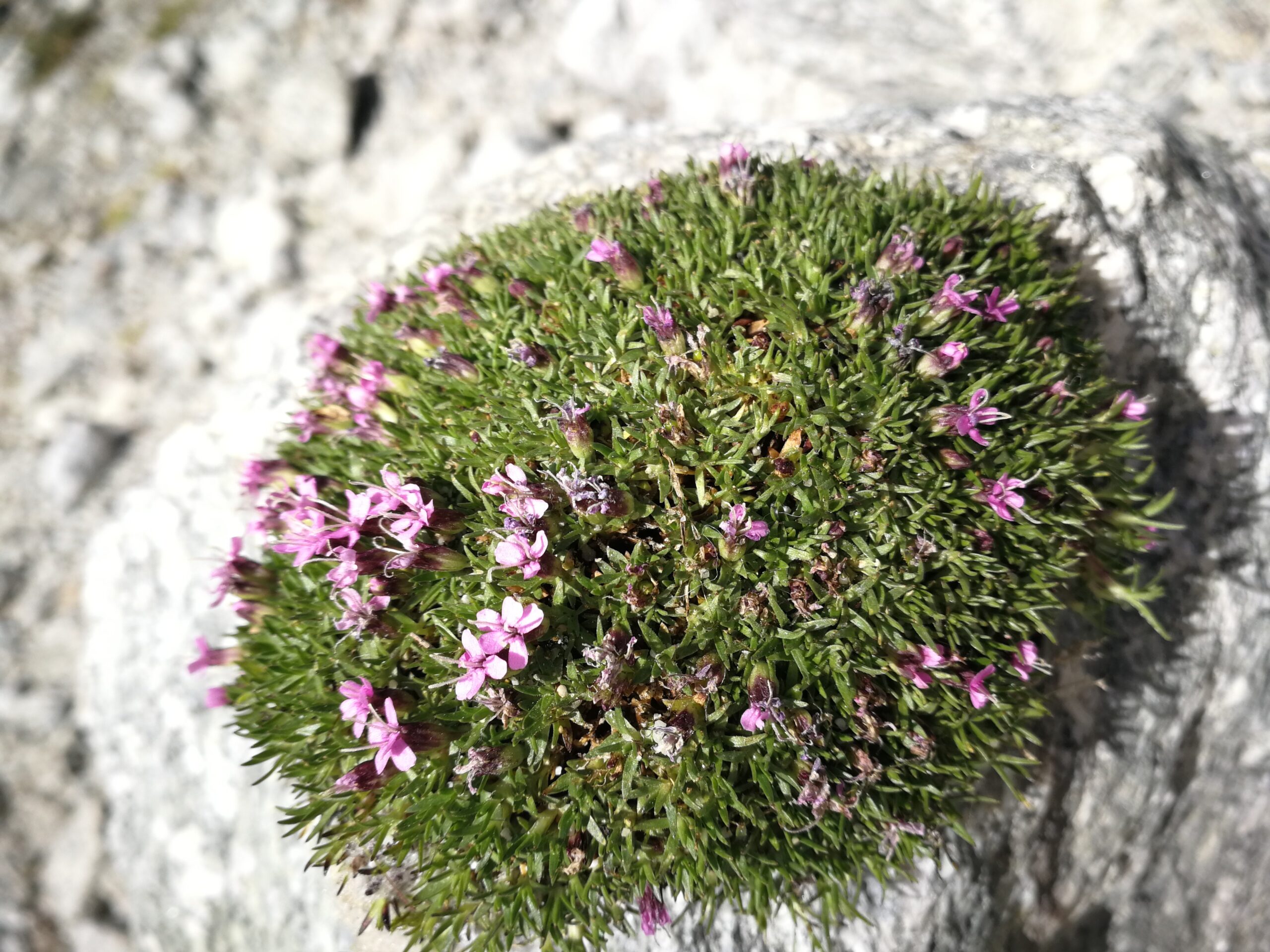 12IMG_20220618_114110