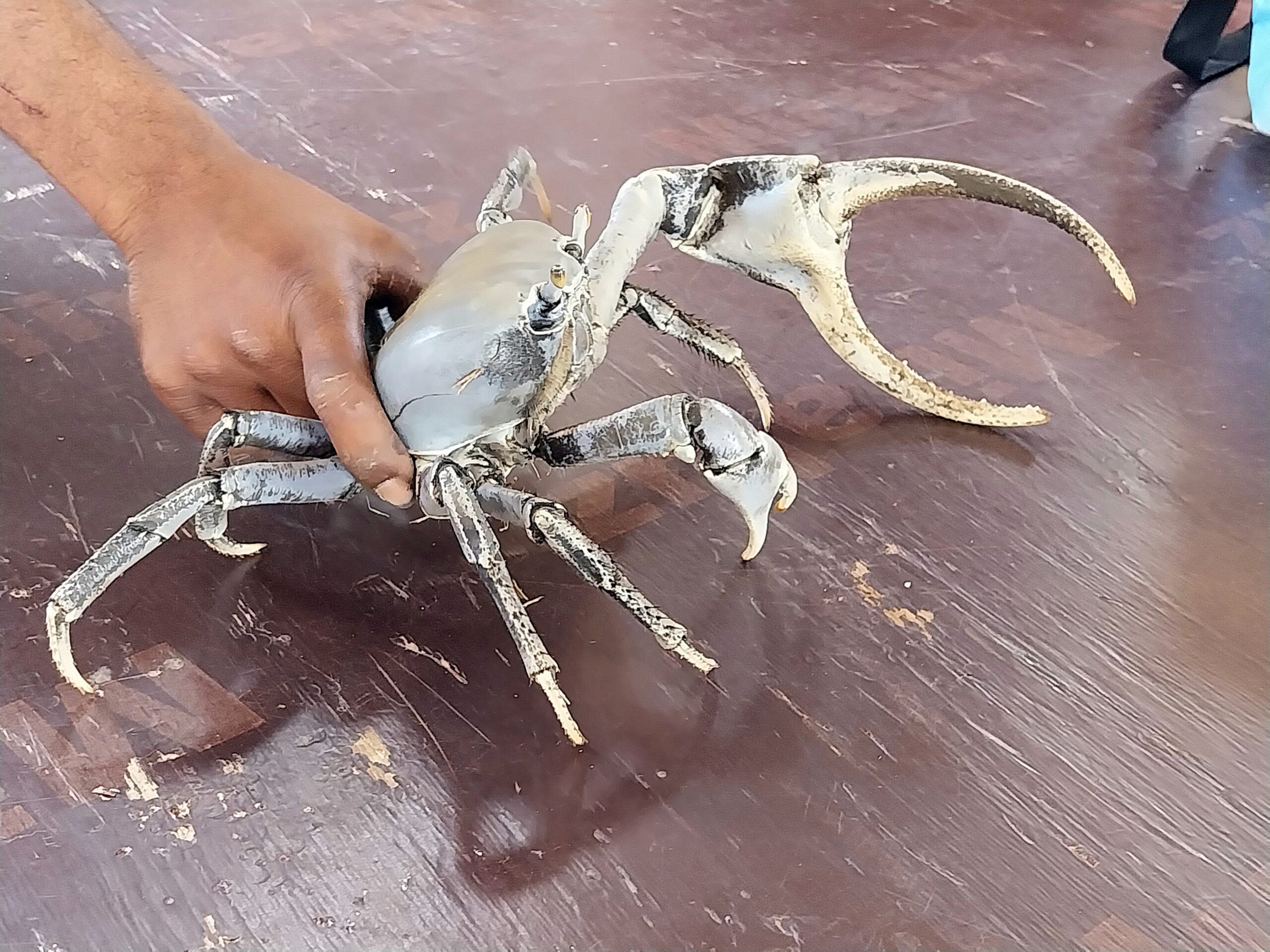 185_SB-MARTINIQUE-lobster