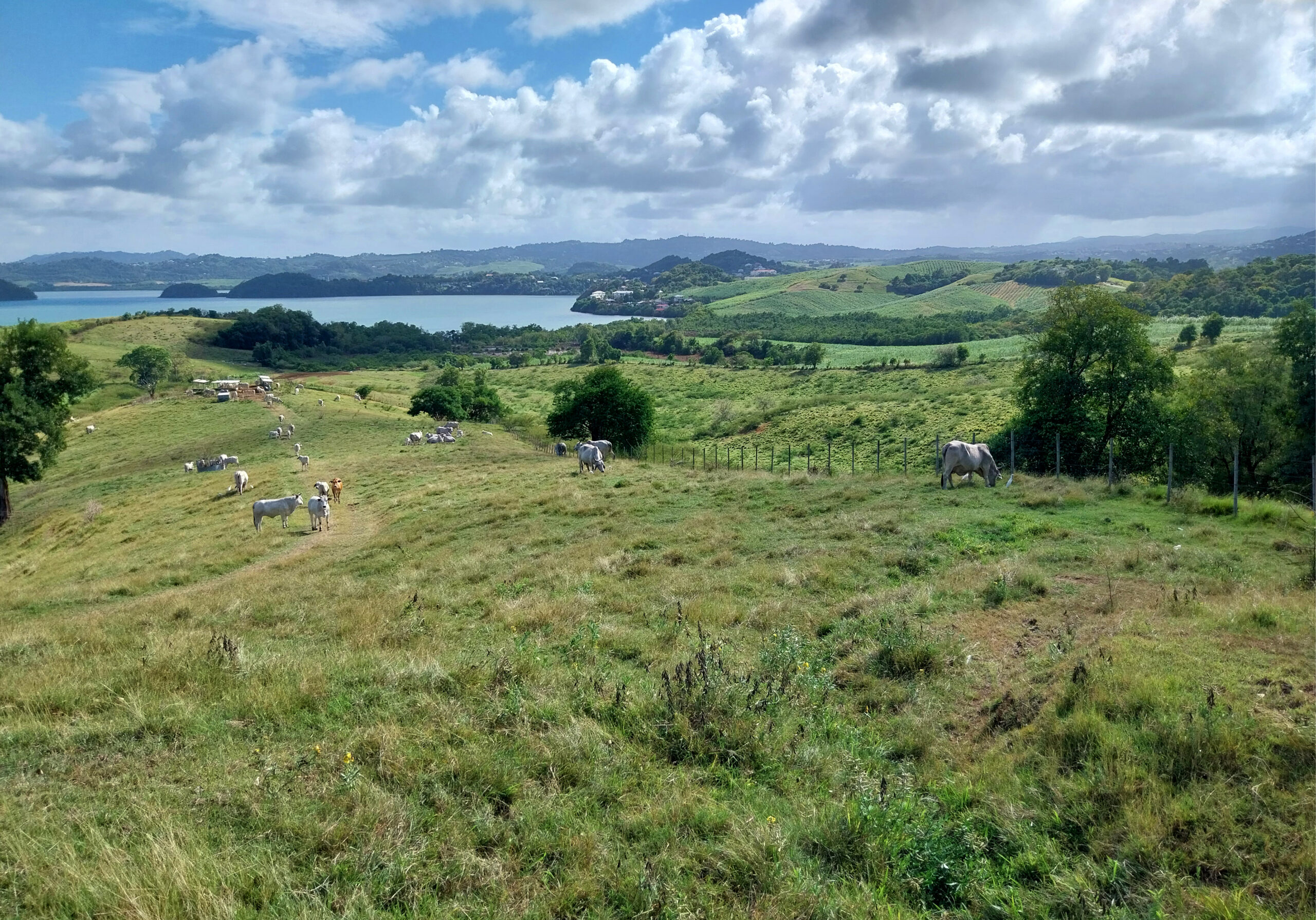 238_SB-MARTINIQUE-presqu-ile-de-la-caravelle