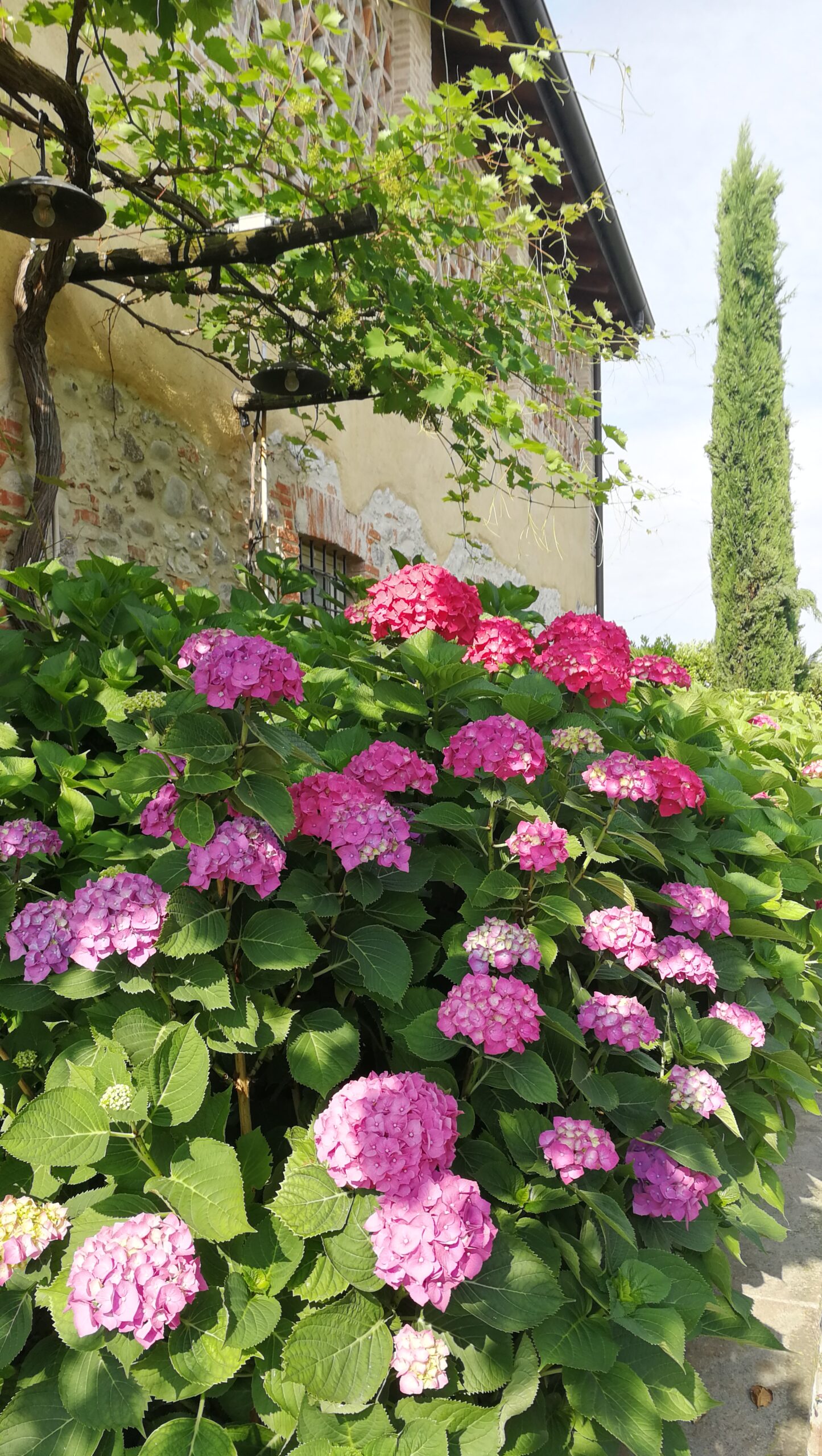 IMG_4935_IMG_20210615_091529