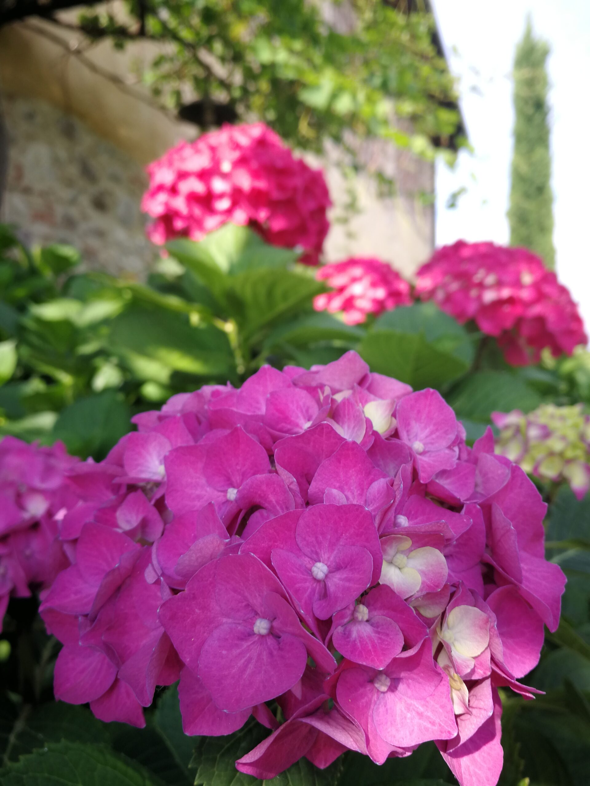 IMG_4935_IMG_20210615_091557