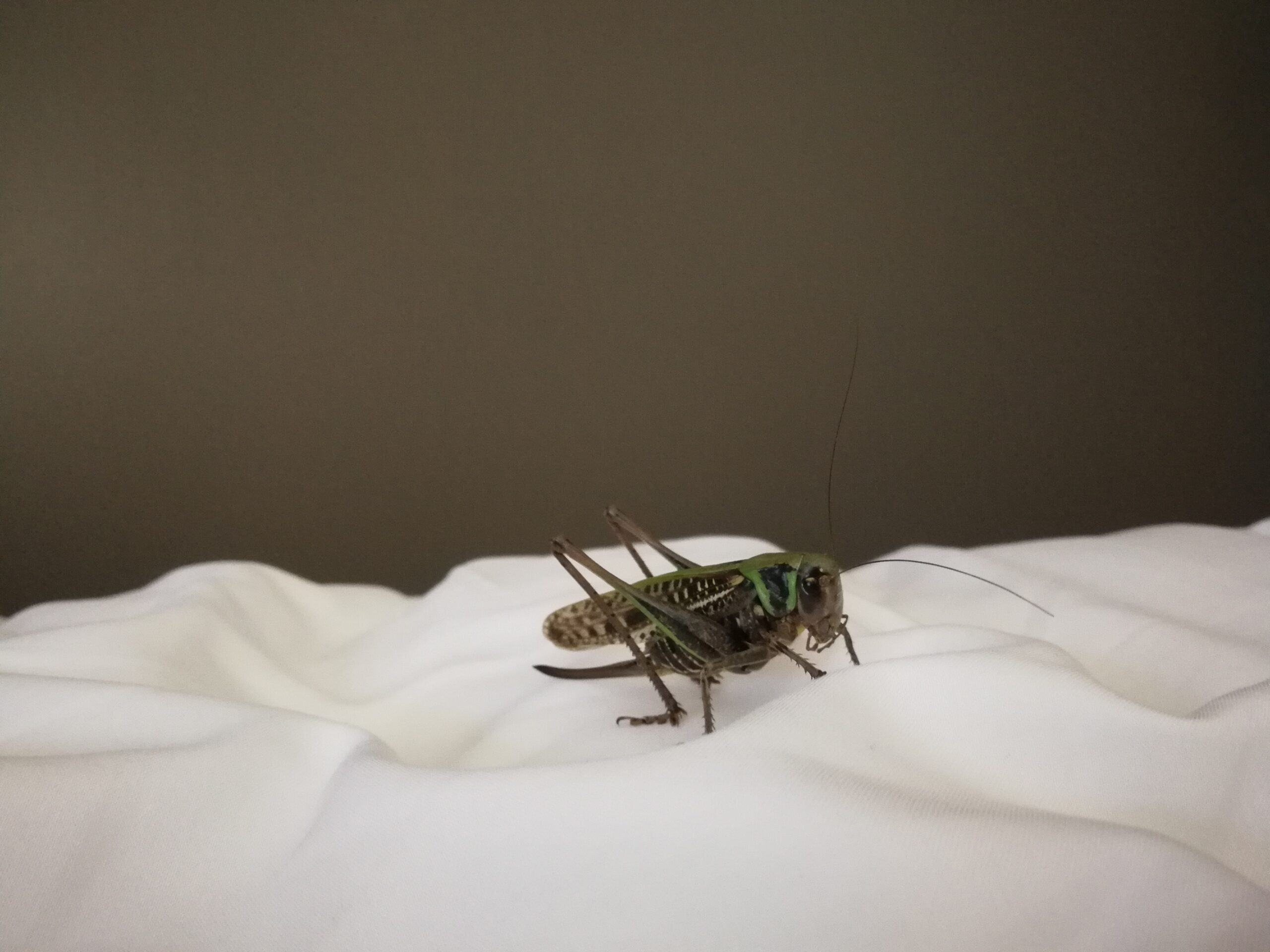 IMG_5341_IMG_20210618_081301